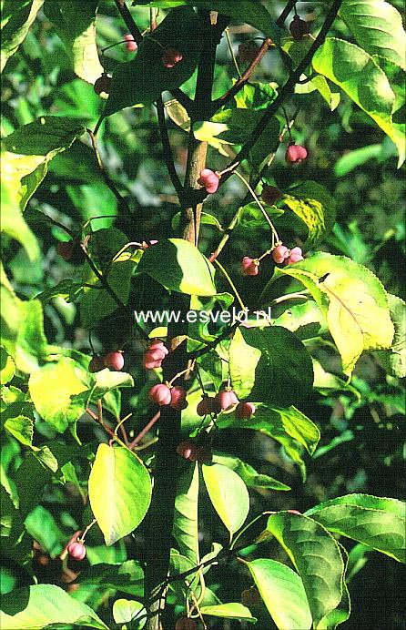 Euonymus trapococcus