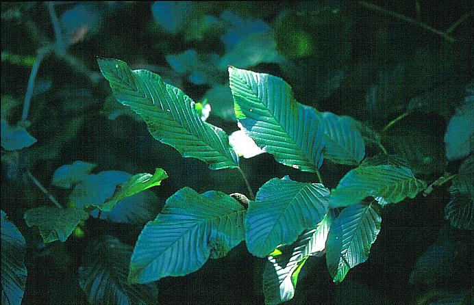 Rhamnus imeretinus