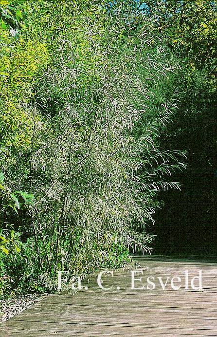 Salix exigua