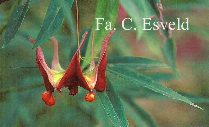 Euonymus cornutus quinquecornutus