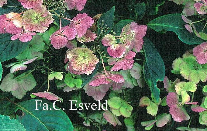 Hydrangea macrophylla 'Klaveren'