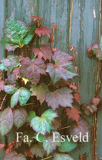 Parthenocissus tricuspidata 'Purpurea'