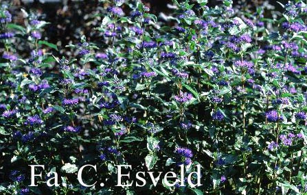 Caryopteris clandonensis 'Inoveris' (GRAND BLEU)