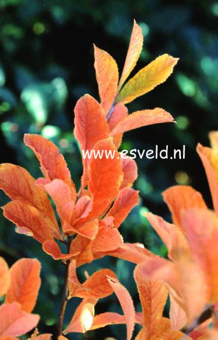 Photinia villosa 'Maximowicziana'