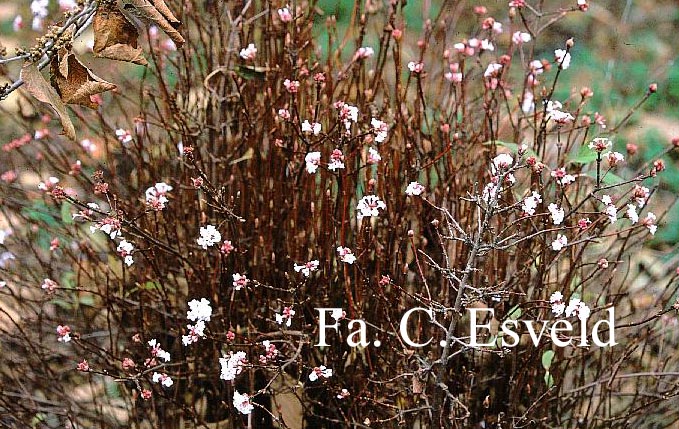 Viburnum farreri 'December Dwarf'