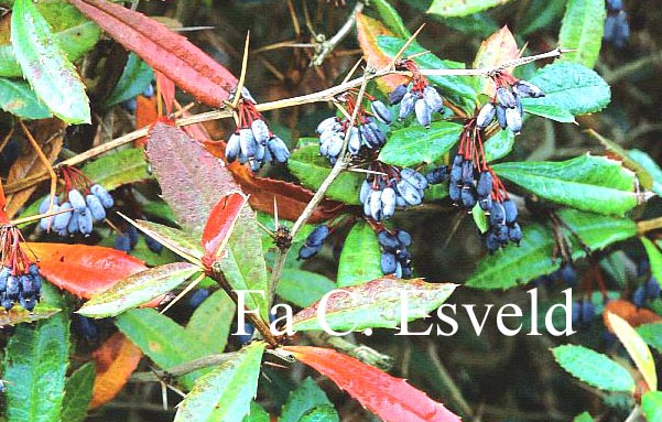 Berberis julianae