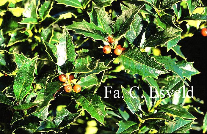 Ilex colchica