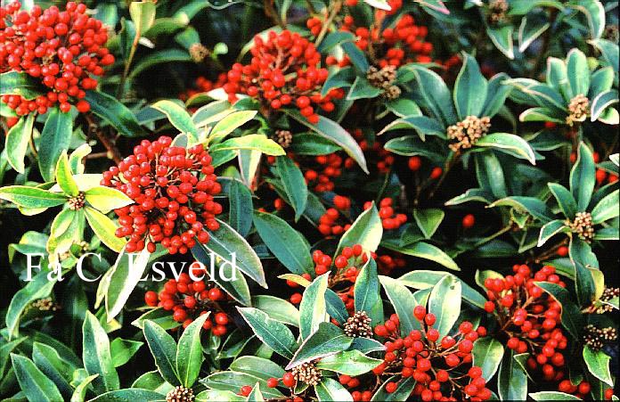 Skimmia japonica subsp. reevesiana