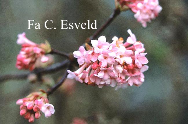 Viburnum bodnantense 'Dawn'