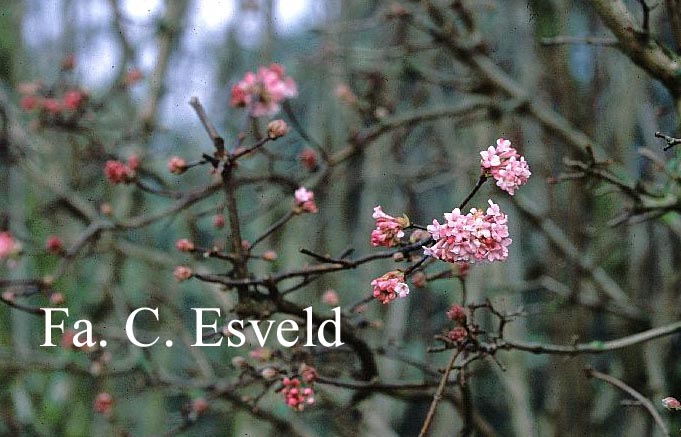 Viburnum bodnantense 'Dawn'