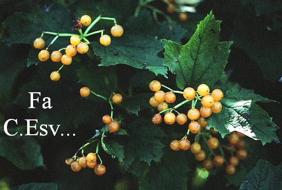 Viburnum opulus 'Xanthocarpum'