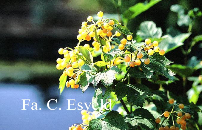 Viburnum opulus 'Xanthocarpum'