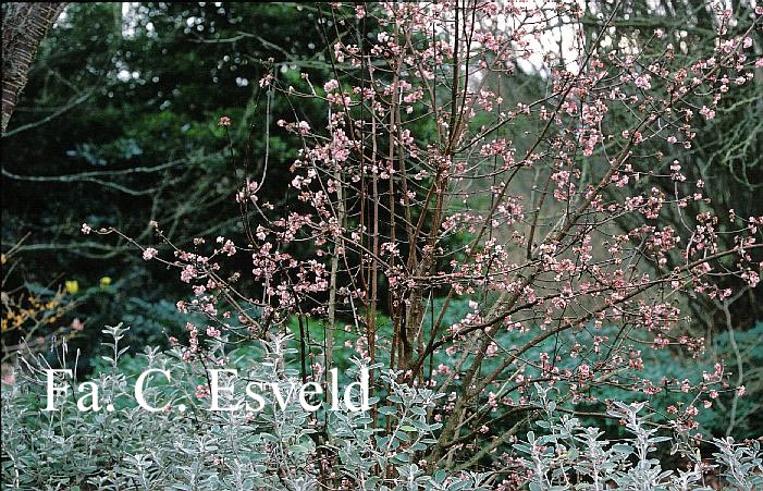 Viburnum bodnantense 'Dawn'