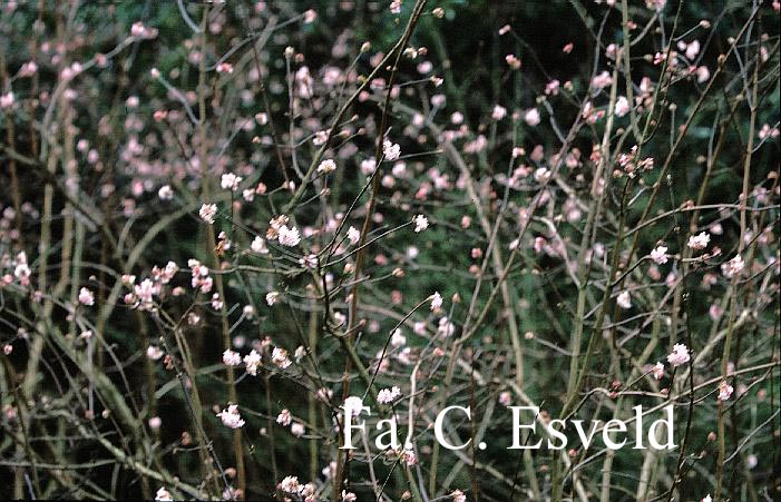 Viburnum bodnantense 'Charles Lamont'