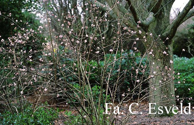 Viburnum bodnantense 'Charles Lamont'