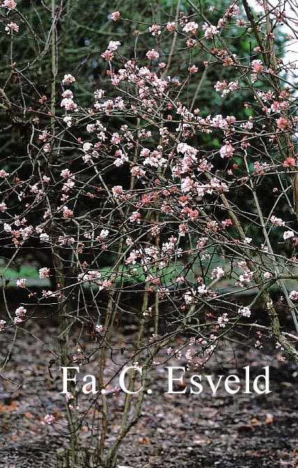 Viburnum farreri 'Farrer's Pink'