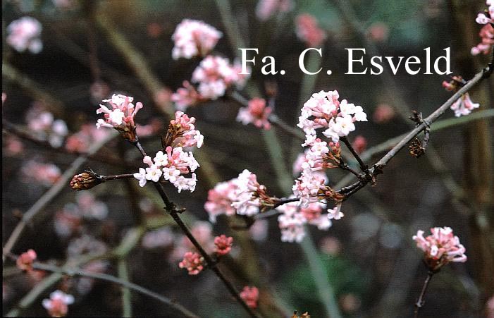 Viburnum farreri 'Farrer's Pink'