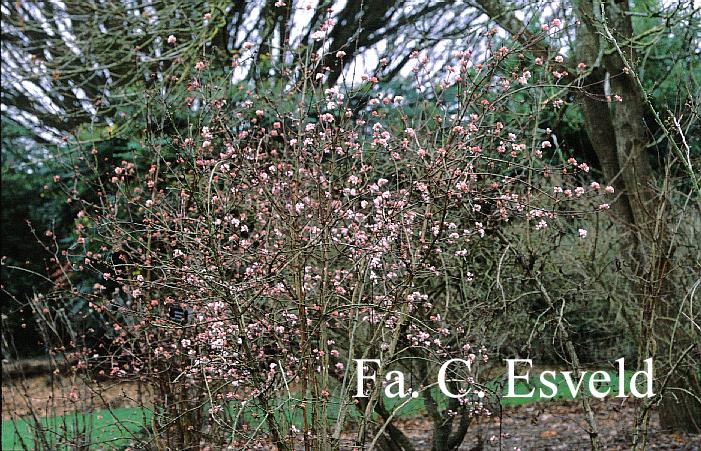 Viburnum farreri 'Farrer's Pink'