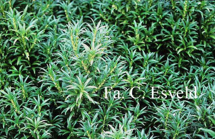 Sarcococca hookeriana