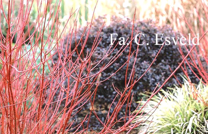 Cornus alba 'Sibirica'