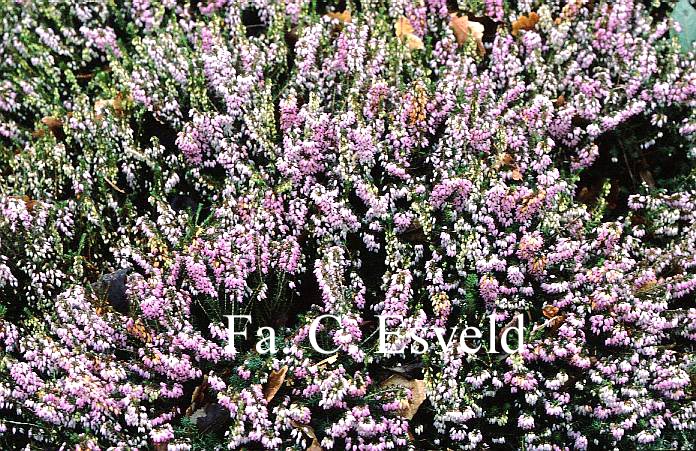 Erica carnea 'December Red'