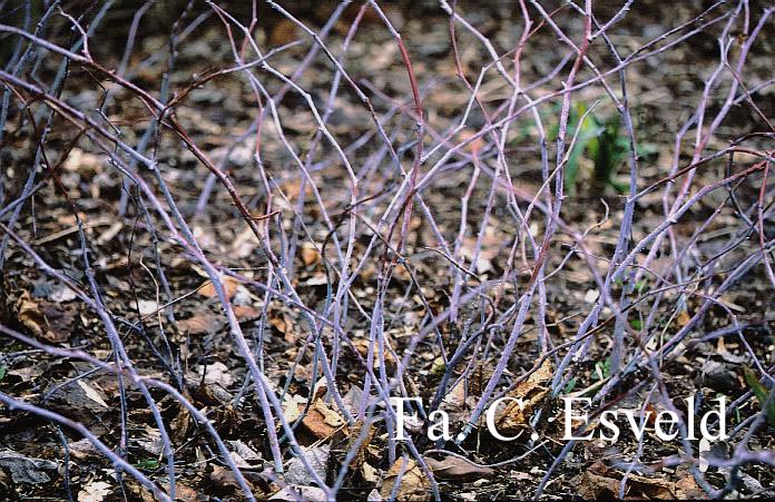 Rubus peltatus