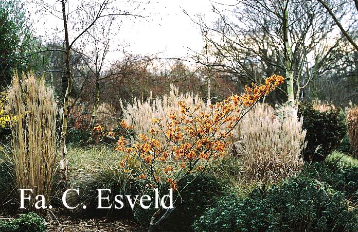 Hamamelis intermedia 'Jelena'