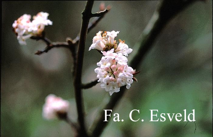 Viburnum farreri