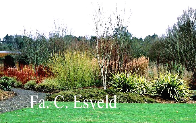 Cornus sericea 'Flaviramea'