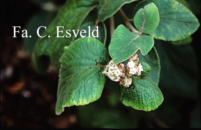 Viburnum mullaha