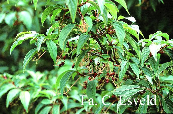 Viburnum erubescens