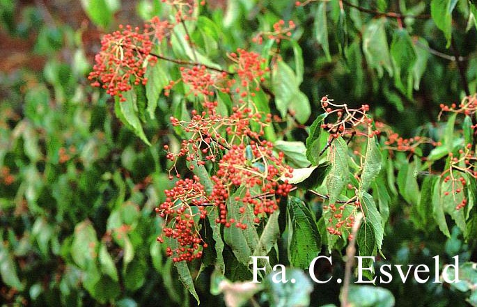 Viburnum betulifolium