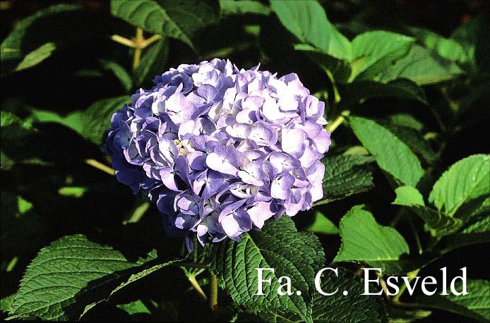 Hydrangea macrophylla 'Mme. Faustin Travouillon'