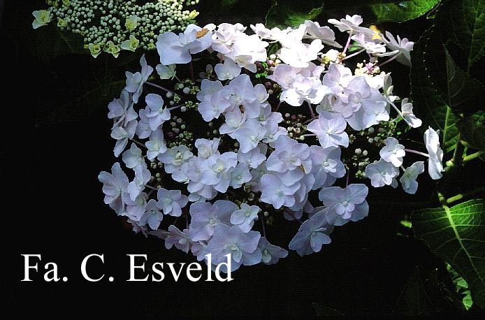 Hydrangea macrophylla 'Trophy'