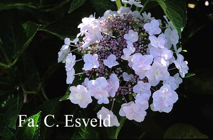 Hydrangea macrophylla 'Trophy'