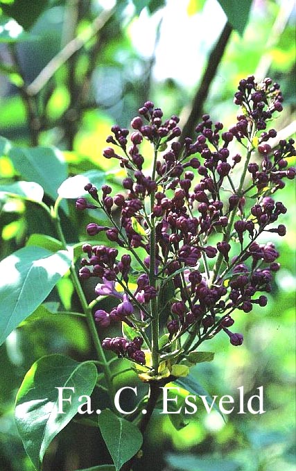 Syringa vulgaris 'Paul Deschanel'