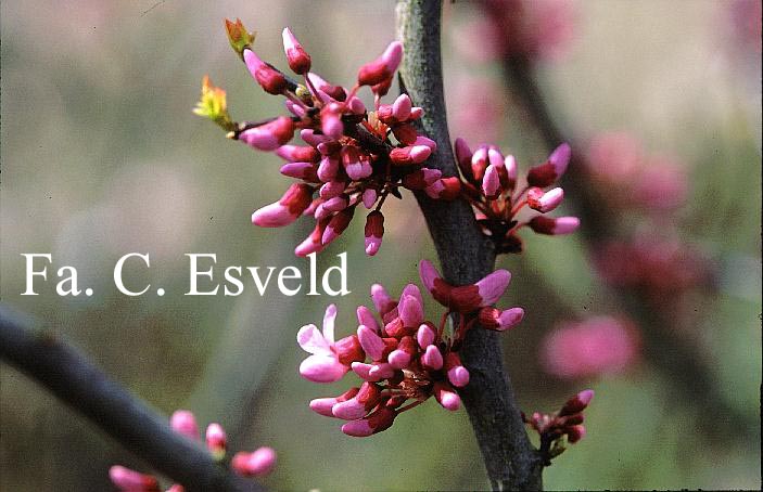 Cercis griffithii