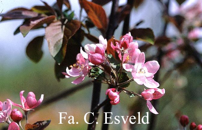 Malus 'Neville Copeman'