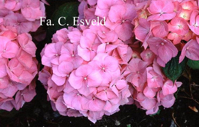 Hydrangea macrophylla 'Marquise'