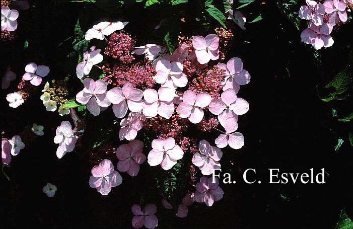 Hydrangea macrophylla 'Curtis Legacy'