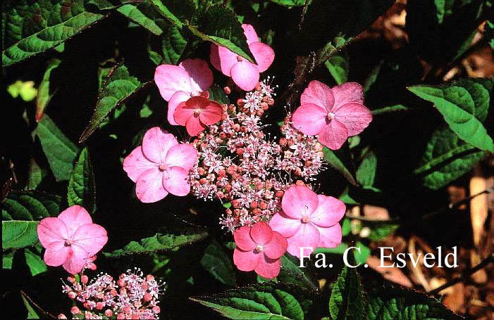 Hydrangea serrata 'Autumn Fire'