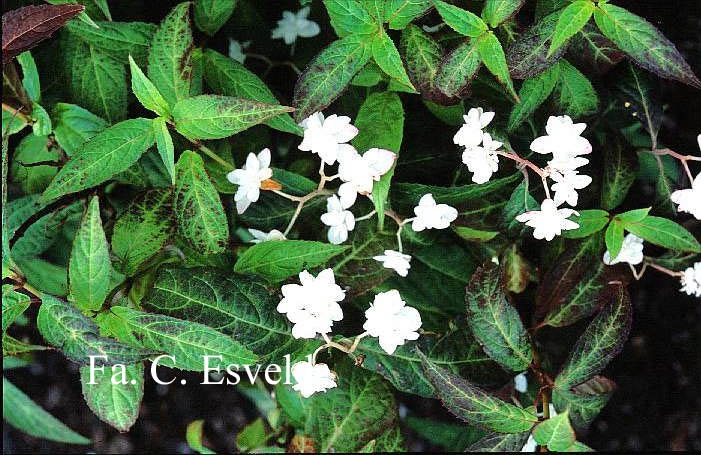 Hydrangea serrata 'Hakucho'