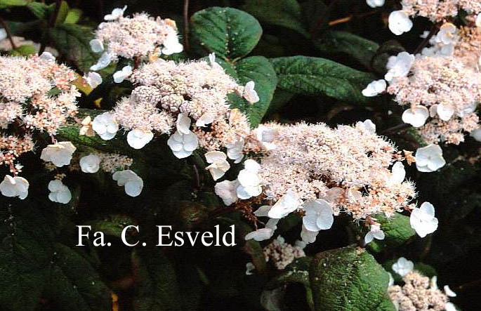 Hydrangea aspera 'Peter Chappell'