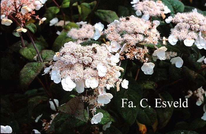 Hydrangea aspera 'Peter Chappell'