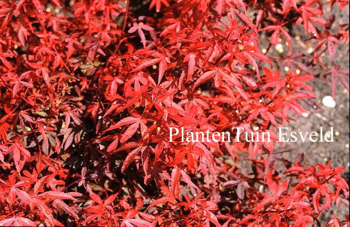 Acer palmatum 'Royle'