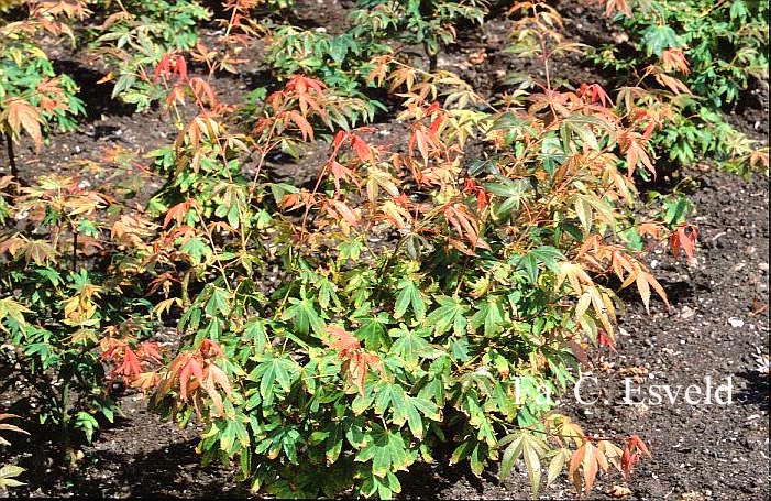 Acer palmatum 'Westonbirt Orange'