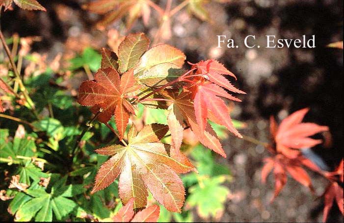 Acer palmatum 'Westonbirt Orange'