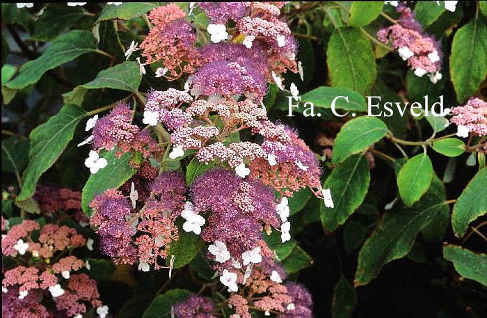 Hydrangea aspera 'Taiwan Pink'