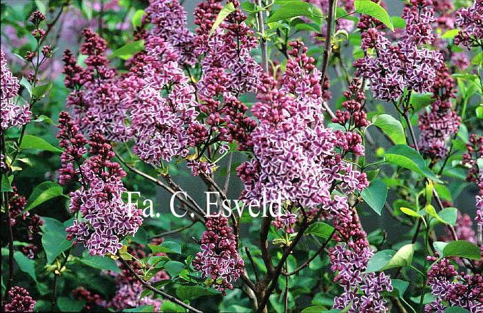 Syringa vulgaris 'Sensation'