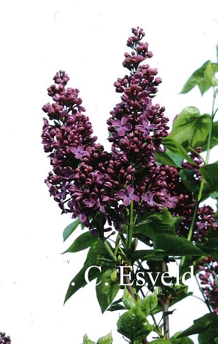 Syringa vulgaris 'G.J. Baardse'